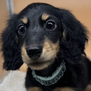 ミニチュア・ダックスフンド(ロングヘアード)