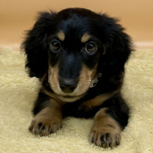 Alternative view of ミニチュア・ダックスフンド(ロングヘアード)