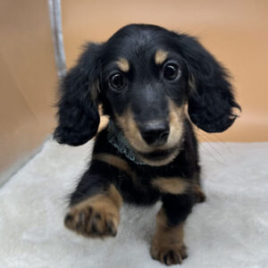 Alternative view of ミニチュア・ダックスフンド(ロングヘアード)