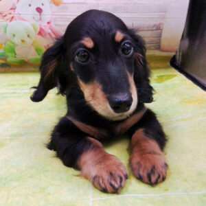 Alternative view of ミニチュア・ダックスフンド(ロングヘアード)