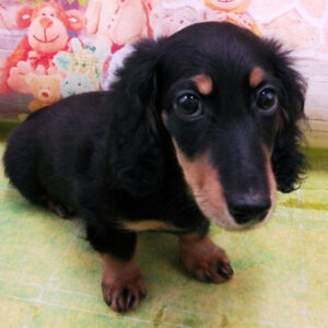 Alternative view of ミニチュア・ダックスフンド(ロングヘアード)