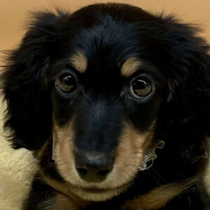 ミニチュア・ダックスフンド(ロングヘアード)