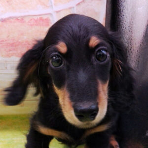 ミニチュア・ダックスフンド(ロングヘアード)