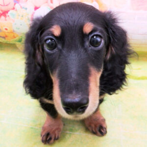 ミニチュア・ダックスフンド(ロングヘアード)