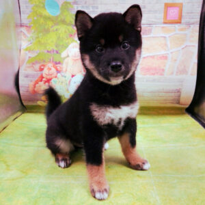 Alternative view of 柴