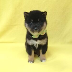 Alternative view of 柴