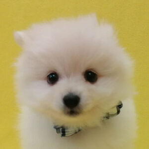 ポメラニアン