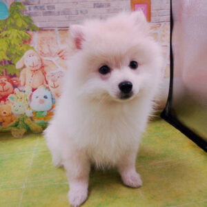 Alternative view of ポメラニアン