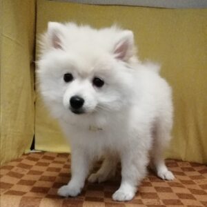 Alternative view of ポメラニアン