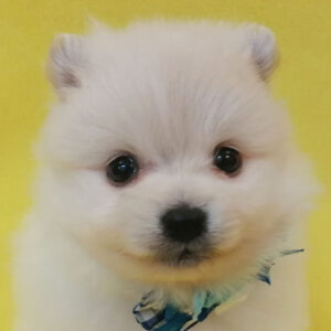 ポメラニアン