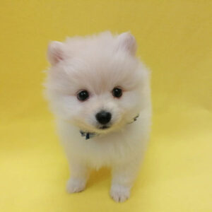 Alternative view of ポメラニアン