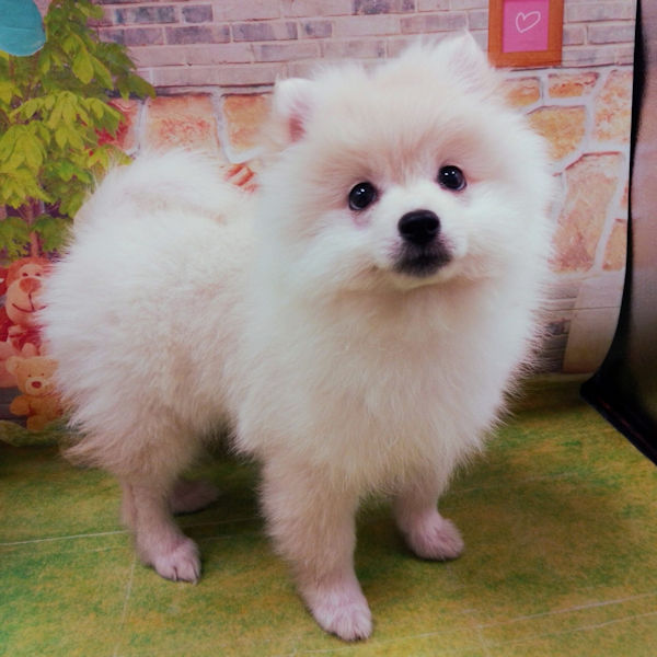 ポメラニアン - 画像 (4)