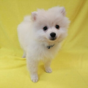 Alternative view of ポメラニアン