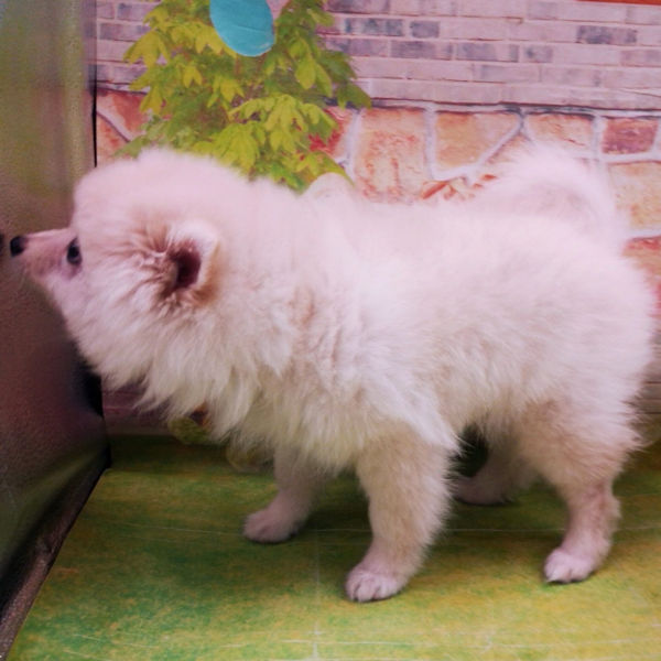 ポメラニアン - 画像 (5)