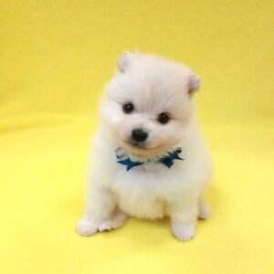 Alternative view of ポメラニアン