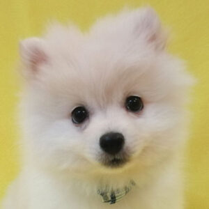 ポメラニアン