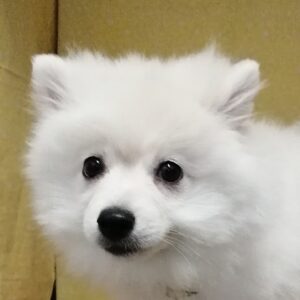 ポメラニアン