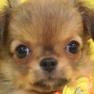 チワワ (ロングコート)