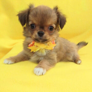 Alternative view of チワワ (ロングコート)