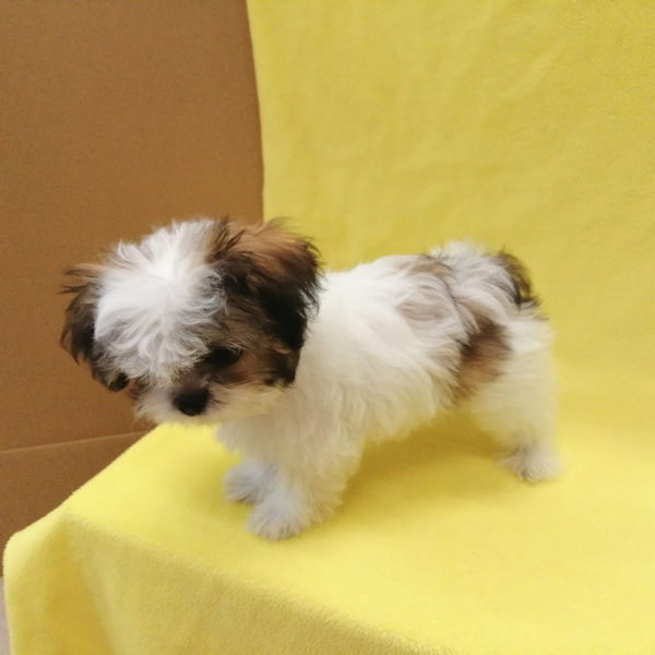 ミックス犬 - 画像 (3)