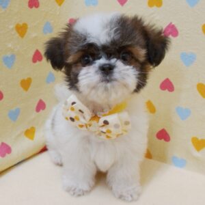 Alternative view of ミックス犬