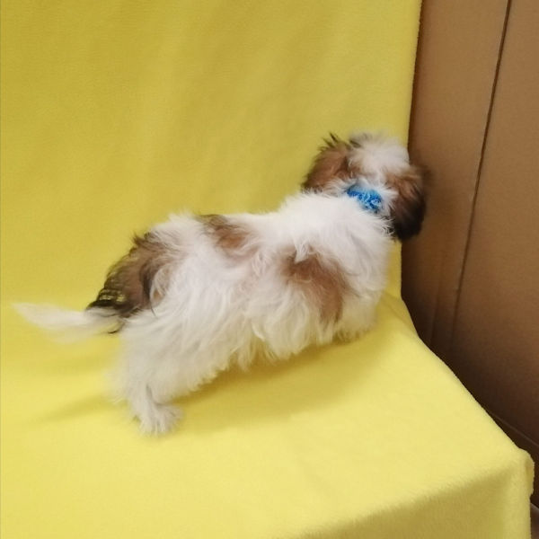 ミックス犬 - 画像 (4)