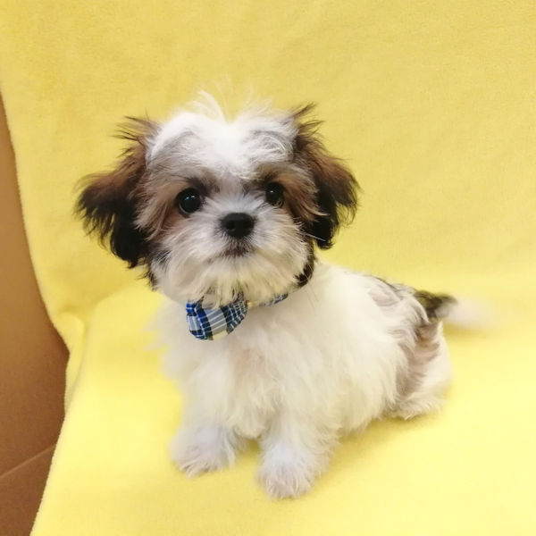 ミックス犬 - 画像 (5)