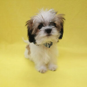 Alternative view of ミックス犬