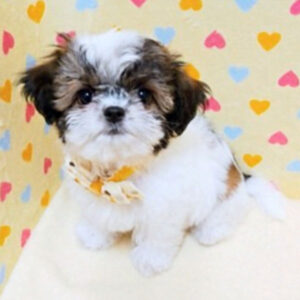 Alternative view of ミックス犬