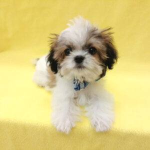 Alternative view of ミックス犬