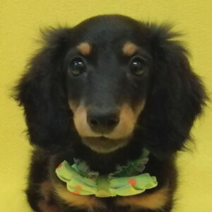 ミニチュア・ダックスフンド(ロングヘアード)