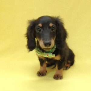 Alternative view of ミニチュア・ダックスフンド(ロングヘアード)