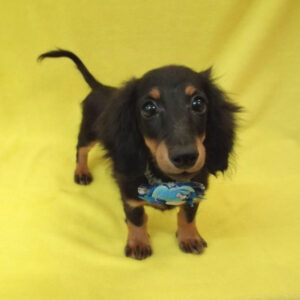 Alternative view of ミニチュア・ダックスフンド(ロングヘアード)