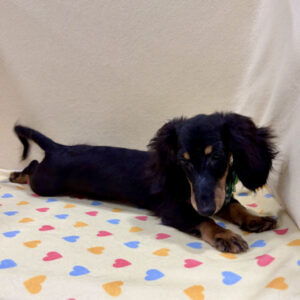 Alternative view of ミニチュア・ダックスフンド(ロングヘアード)