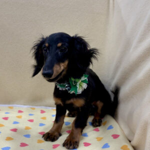 Alternative view of ミニチュア・ダックスフンド(ロングヘアード)