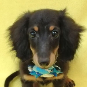 ミニチュア・ダックスフンド(ロングヘアード)