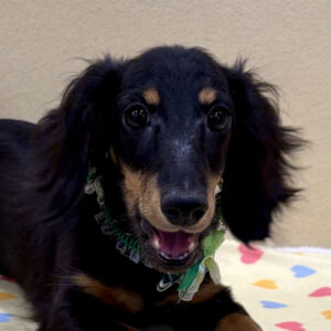 ミニチュア・ダックスフンド(ロングヘアード)