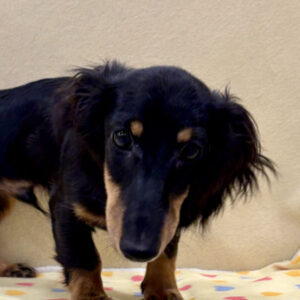 ミニチュア・ダックスフンド(ロングヘアード)