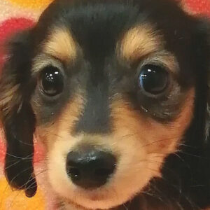 ミニチュア・ダックスフンド(ロングヘアード)