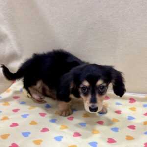 Alternative view of ミニチュア・ダックスフンド(ロングヘアード)