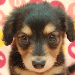 ミニチュア・ダックスフンド(ロングヘアード)