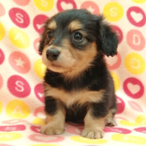 Alternative view of ミニチュア・ダックスフンド(ロングヘアード)