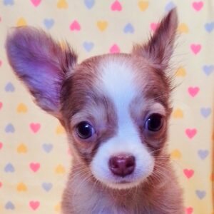 チワワ (ロングコート)