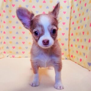 Alternative view of チワワ (ロングコート)