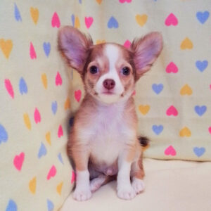 Alternative view of チワワ (ロングコート)