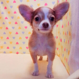 Alternative view of チワワ (ロングコート)