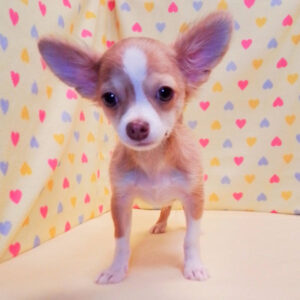 Alternative view of チワワ (ロングコート)