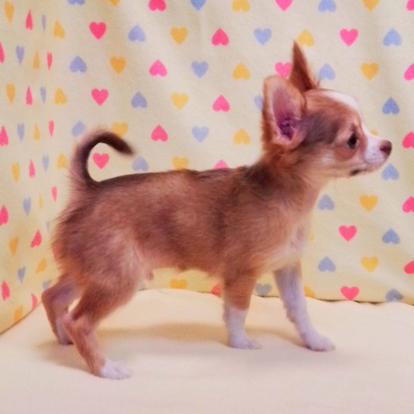 チワワ (ロングコート) - 画像 (3)