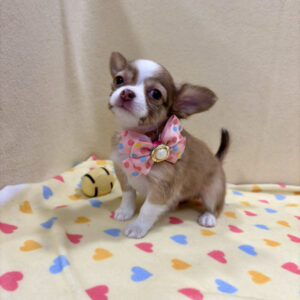 Alternative view of チワワ (ロングコート)