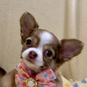 チワワ (ロングコート)